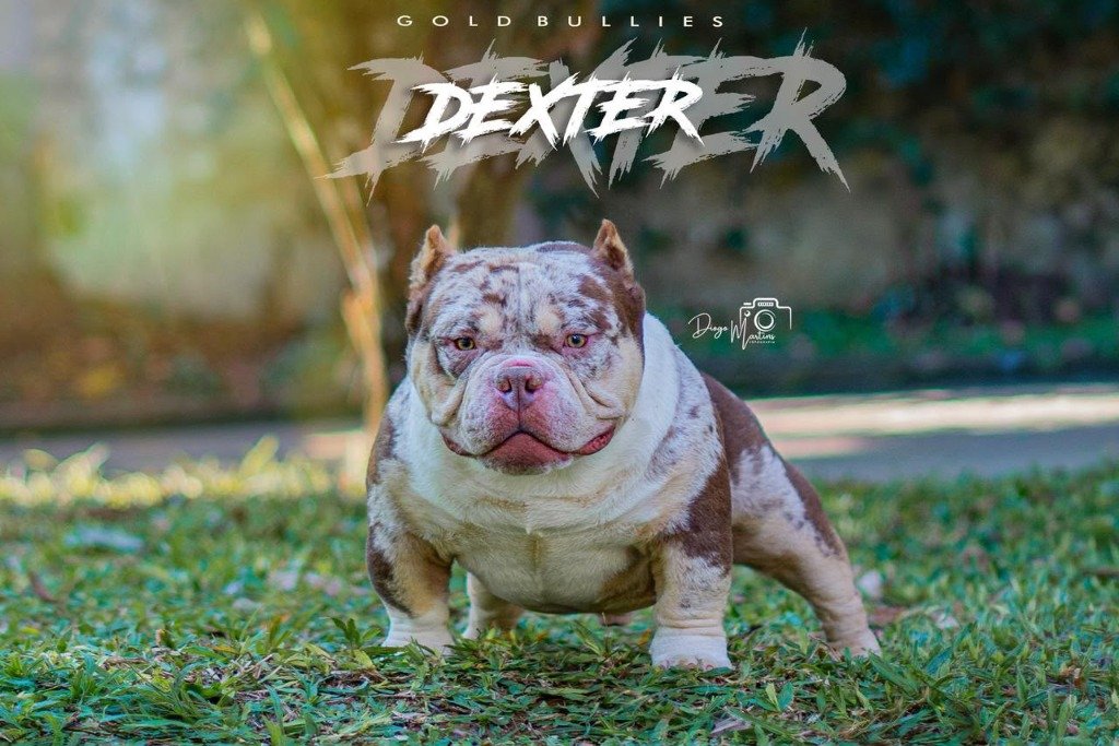 Pai Dexter